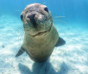 a close up of a sea lion