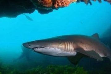 a fish swimming under water